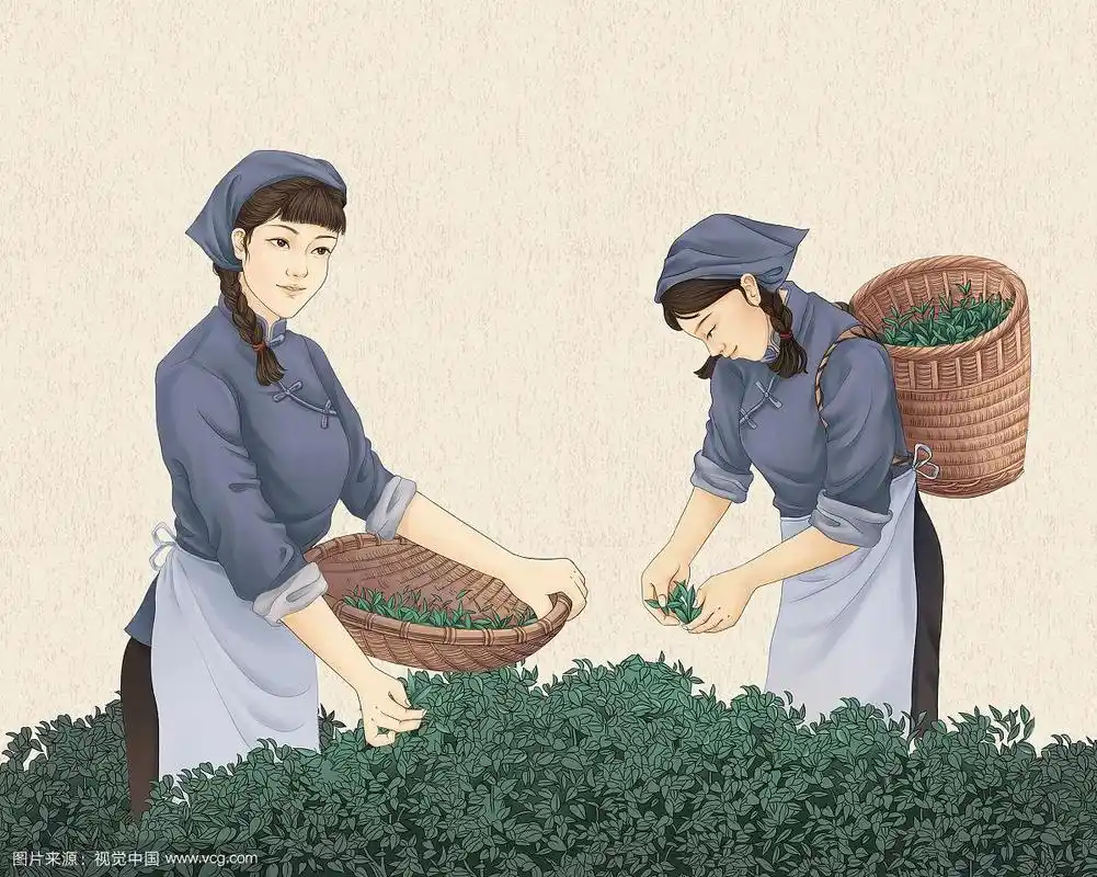 采茶女插画