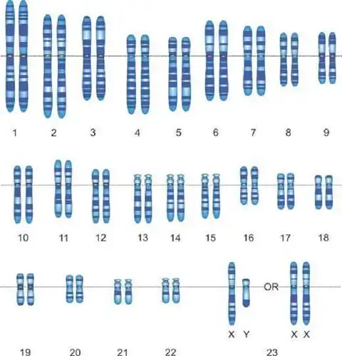 备孕须知:生理知识:看似简单的人类染色体