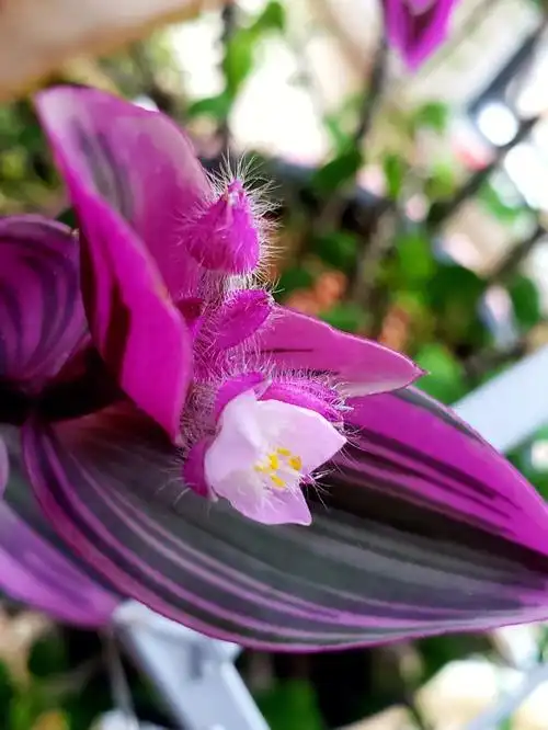 婚礼吊兰梦幻的紫