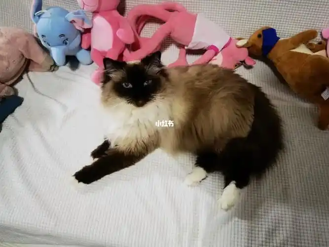 挑战全网最黑布偶猫