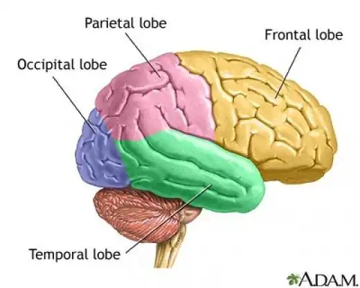 lobe),顶叶(parietal lobe); 颞叶(temporal lobe)和枕叶(occipital