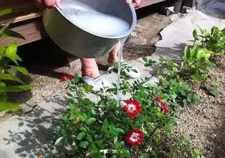 原创都知道淘米水养花好,用对了才是神仙水,出错就养一盆死一盆!