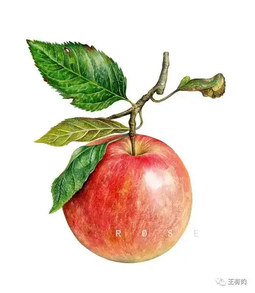 水彩画苹果