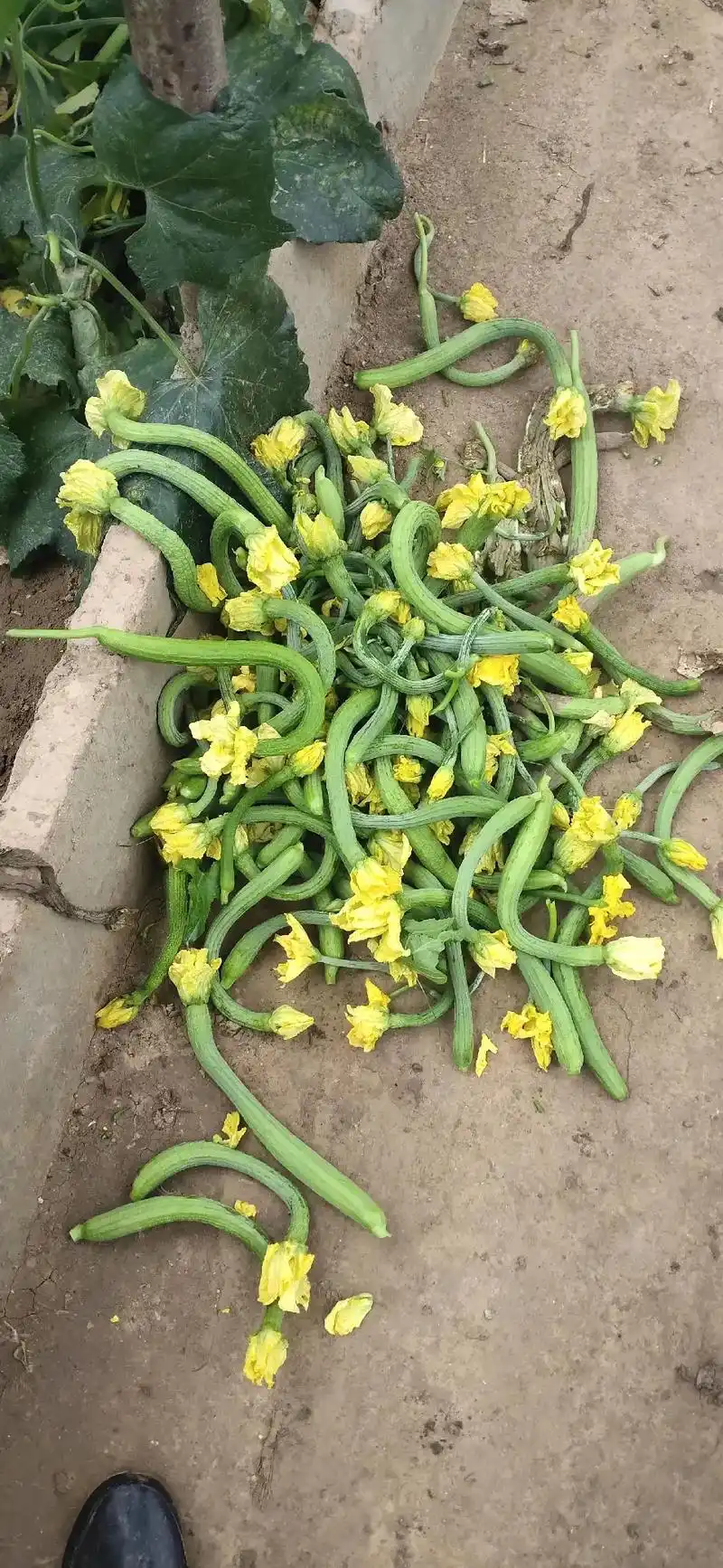 最近几天,连续收到好多个种植丝瓜的好朋友发来的图片.