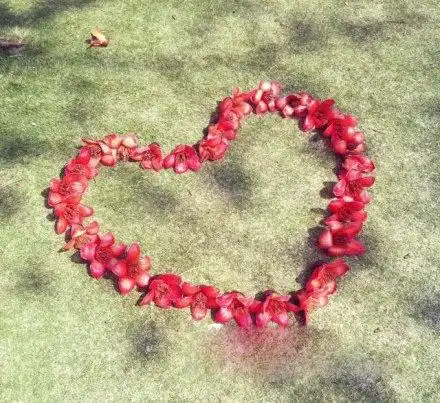 [贴图]厦大木棉花盛开 学生用花瓣摆心形告白