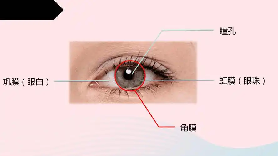 巩膜(眼白)虹膜(眼珠)瞳孔角膜眼球的结构 眼球眼