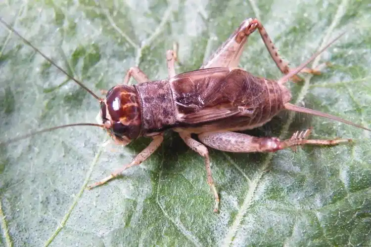 蛐蛐儿的图片及国画