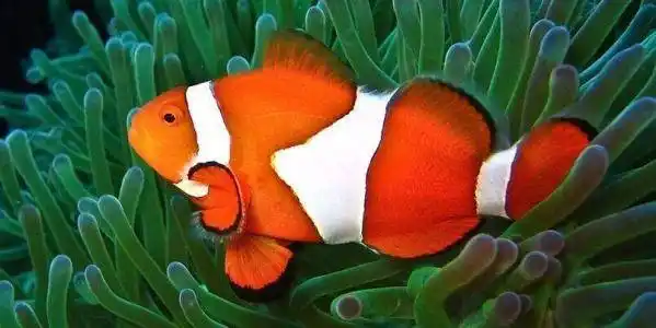 什么观赏鱼好看又好养下面这几种都是不错的选择