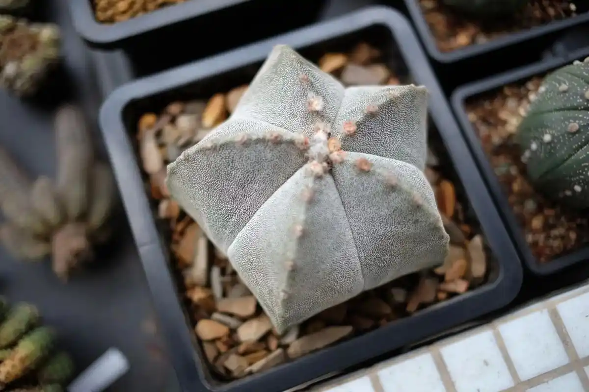 晾了好几天终于上盆了#鸾凤玉 #眩美玉 #仙人球 - 抖音