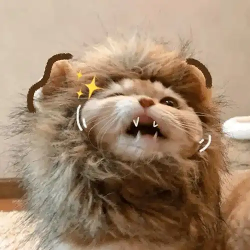 历史回顾网红猫咪橘猫沙梨情侣头像