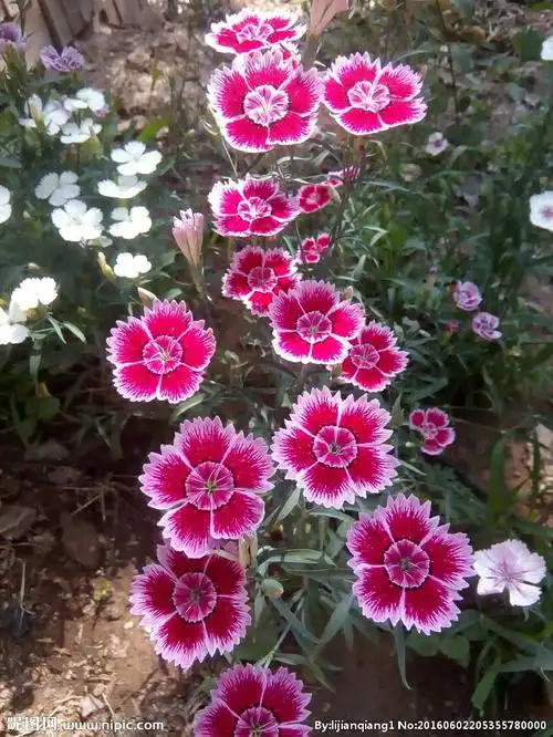 石竹是多年生草本,花色有紫红色,粉红色,鲜红色或白色,花期5-6月,果期