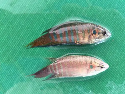 中国斗鱼普叉观赏鱼小型活体热带鱼小鱼鱼苗鱼