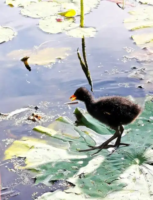 跟暗色水鸡坐下来谈谈心,交这样一个朋友很酷有没有