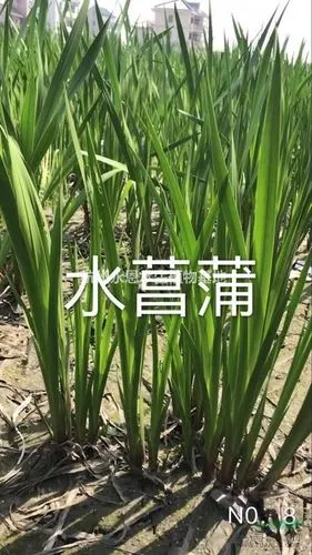 浙江萧山水菖蒲行情/水菖蒲价格/大量供应水菖蒲小苗