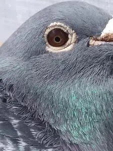 00聚铭轩酥油文化生活馆淘宝紫罗兰信鸽杨阿腾种鸽红色鸟冠绿眼古铜