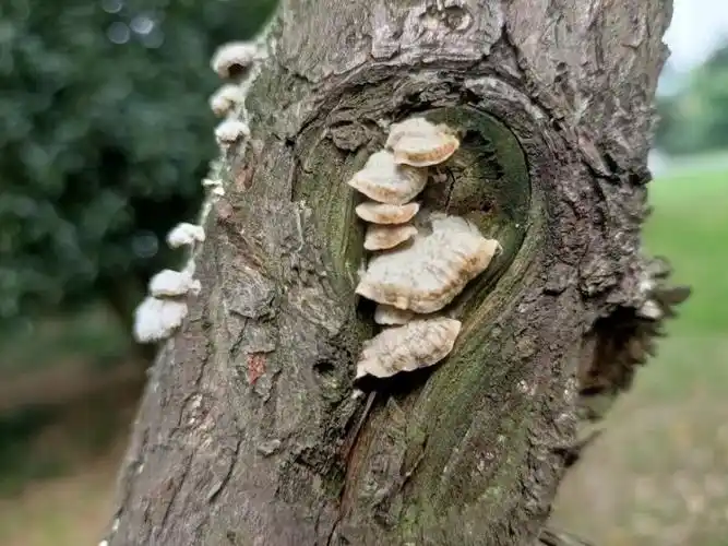 树干上长出的灰白色树蘑是不是有点像蛾子?