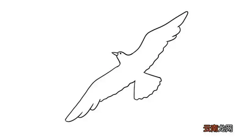 海鸥简笔画怎么画海鸥简笔画教程