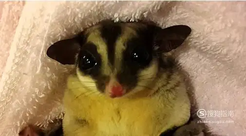 蜜袋鼯怎么洗澡