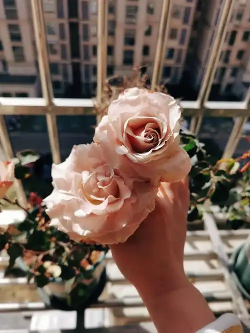 新品种流沙月季