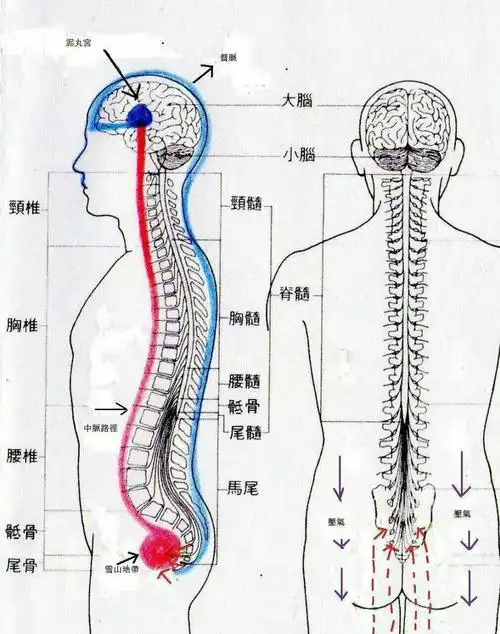 五方中医--陈峰推拿 写美篇       脊椎不好会引起哪些疾病呢?