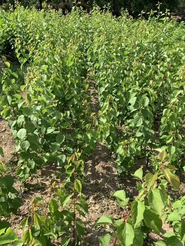 供应大厅  种子种苗  杏树苗