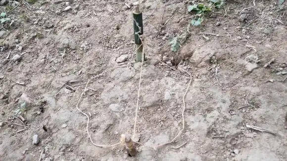 独创的竹筒吊脚套陷阱,一抓一个准!-三农视频-搜狐视频