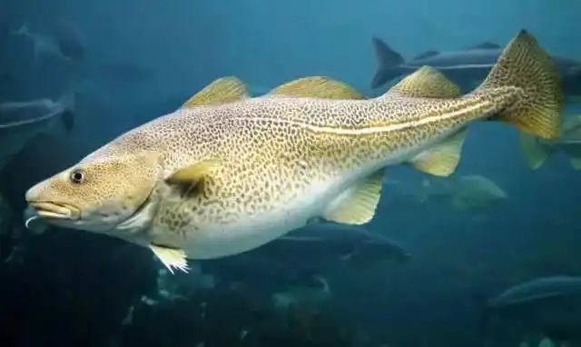 挪威野生海捕大西洋真鳕鱼来啦_钓鱼信息_科技时代网