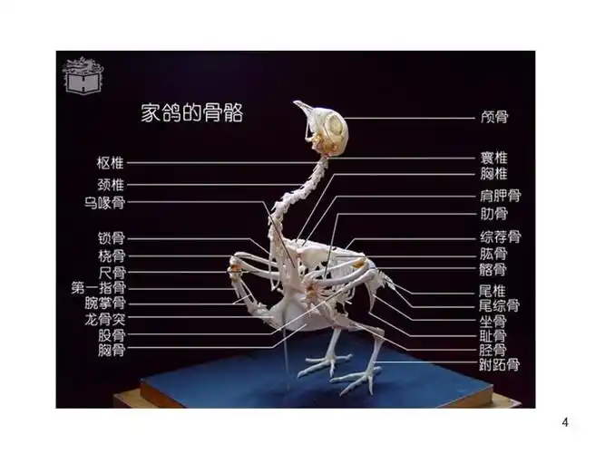 鸽子观察和解剖ppt课件ppt