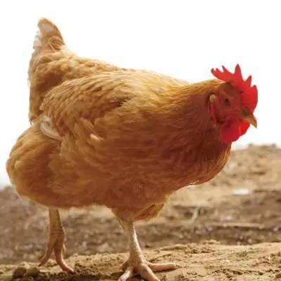 q:九九吾养殖基地 农村散养笨鸡 母鸡 3.5-5.5斤左右