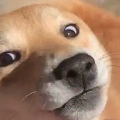 发呆狗-聊天表情-搞笑图片表情包-表情包网站