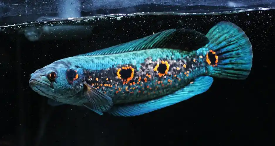 海象加里曼丹七彩雷龙鱼龙鱼淡水大型观赏鱼月光热带鱼鱼