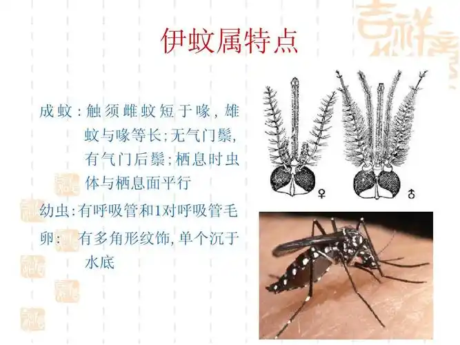 无忧文档 所有分类 医药卫生 预防医学 常见蚊类的鉴别ppt 伊蚊属特点