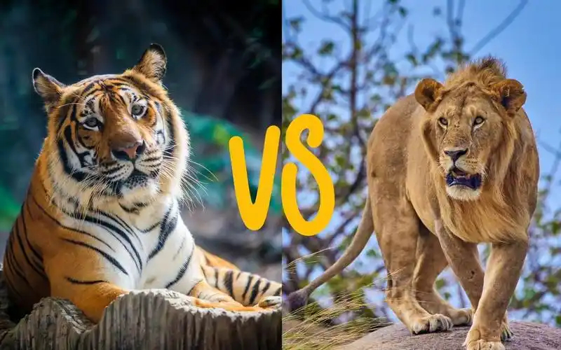 老虎vs狮子大战 哪个更强呢? 欢迎评论
