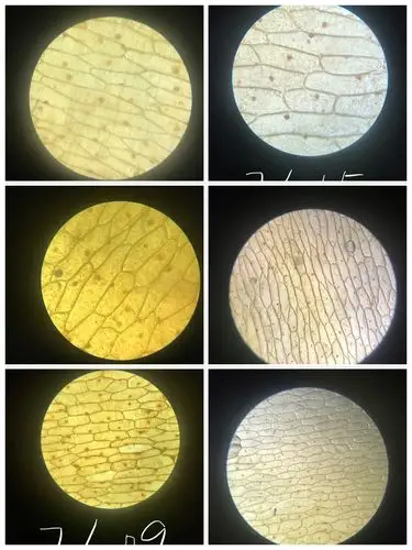 七课时,我们练习使用显微镜;制作并观察洋葱鳞片叶内表皮细胞临时装片