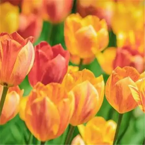 高雅美丽的郁金香花头像图片