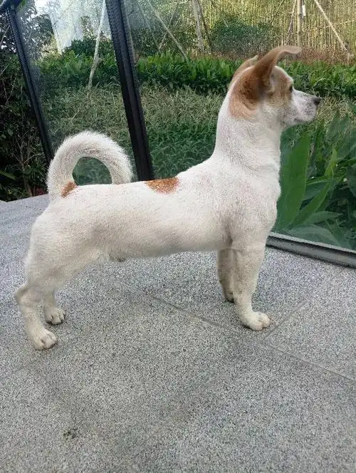 我家狗狗是白毛黄头身有印吗,代表着什么