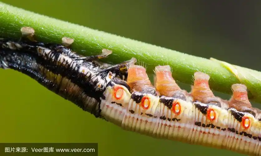 蜕皮鹰蛾毛虫