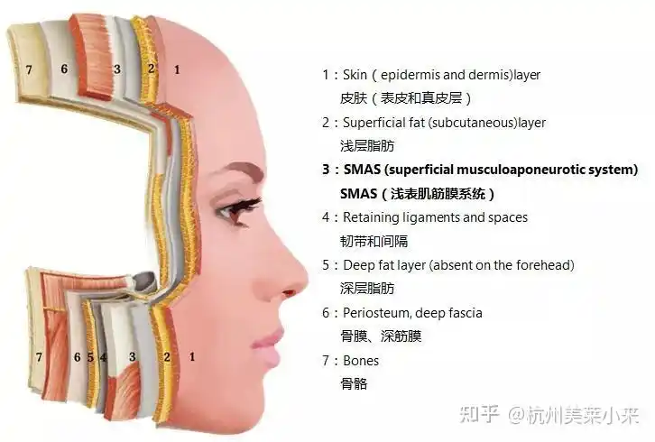 蛋白流失减少,下垂的主因是脂肪垫,皮肤支撑韧带,smas筋膜层等移位