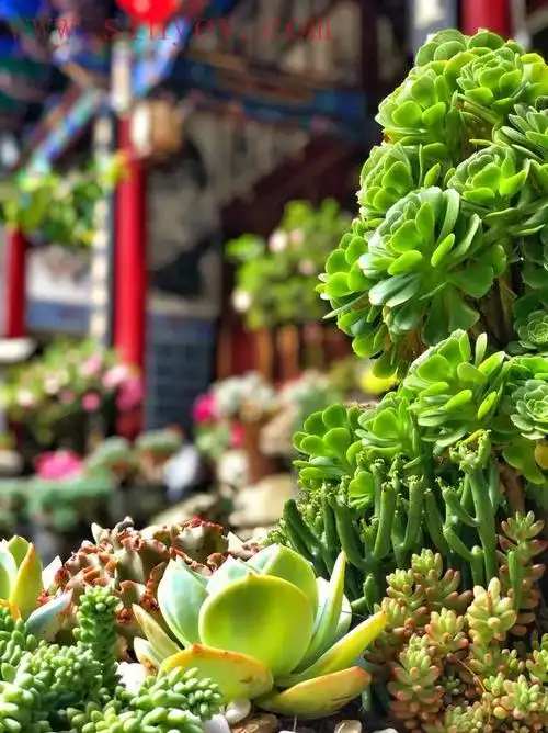 和尚打坐图片静心 禅意,愿得两三天,去修心