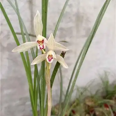 花守极好中宽叶白花莲瓣兰3头一花