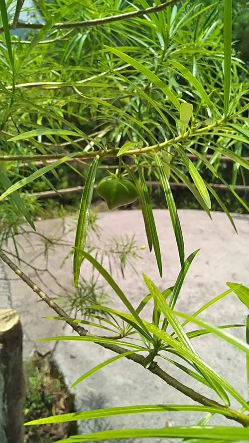 很好看的黄花夹竹桃果实