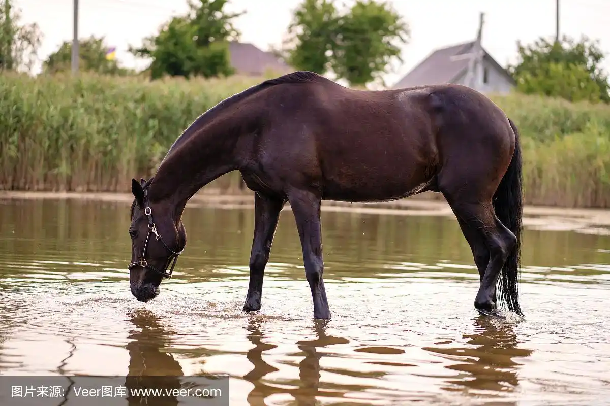 特写的黑马从湖里喝水.马骑