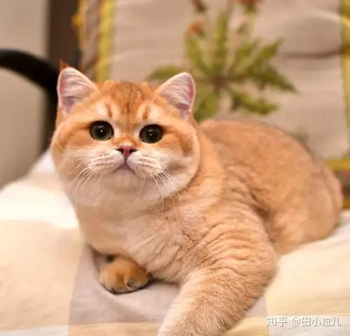 金渐层稀有色巧克力butter君