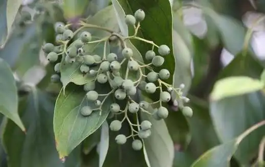 凉生梾木图片凉生梾木有什么功效作用或价值