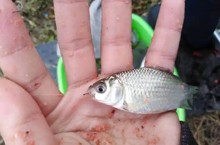 其二是一些违法捕捞,例如电鱼,毒鱼,使用绝户网捕鱼