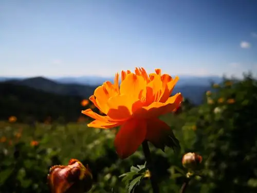 南北驼梁大美金莲花
