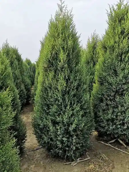 适应性好,移栽成活率高产地:河北保定永兴园林柏树种植基地栽植季节