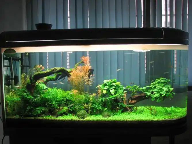 我是子弹头的鱼缸,如何造个简单的石景缸