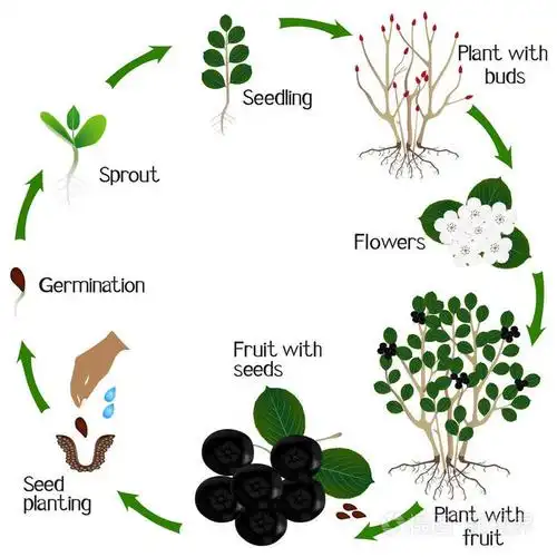 灌木黑色 chokeberry (黑楸楸) 植物生长周期在白色背景下分离