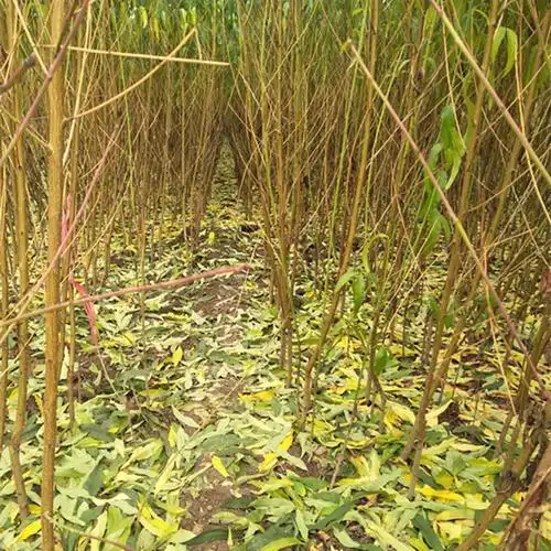 湖北冬桃苗价格